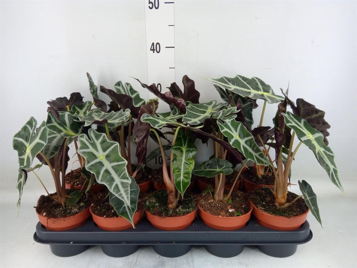 <h4>Alocasia amazonica 'Polly'</h4>
