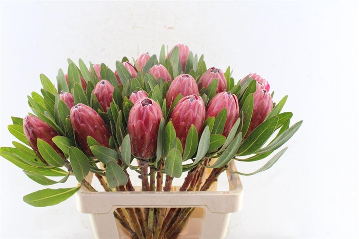 <h4>Protea Lancelot</h4>