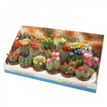 <h4>Cactus Versierd Strobloem Showdoos</h4>