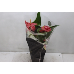 ANTHURIUM MICHIGAN P17 PREMIUM