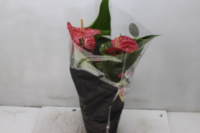 <h4>ANTHURIUM MICHIGAN P17 PREMIUM</h4>