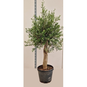 OLEA EUROPAEA