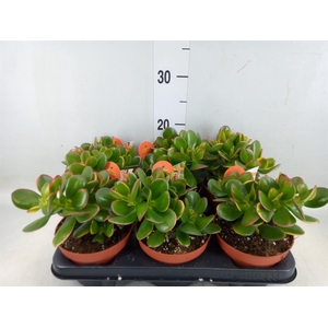 Crassula ovata 'Sunset'