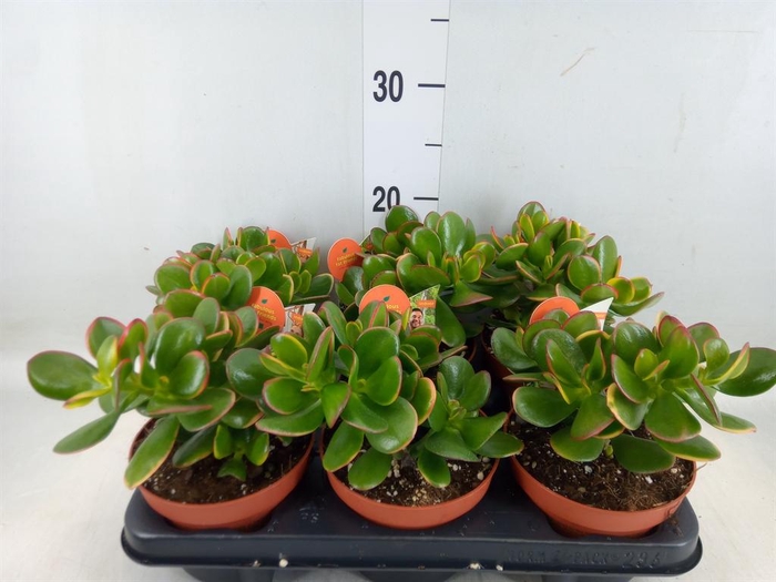 <h4>Crassula ovata 'Sunset'</h4>