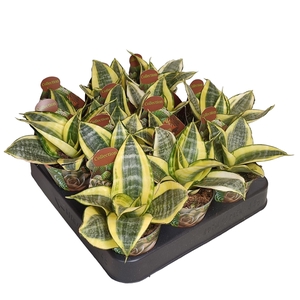 SANSEVIERIA TRIFASCIATA 'GOLDEN HAHNII' - POT Ø 6,5 - COLLECTION WITH POTCOVER (SUCCULENTEN)