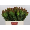 Leucadendron Laurel Yellow