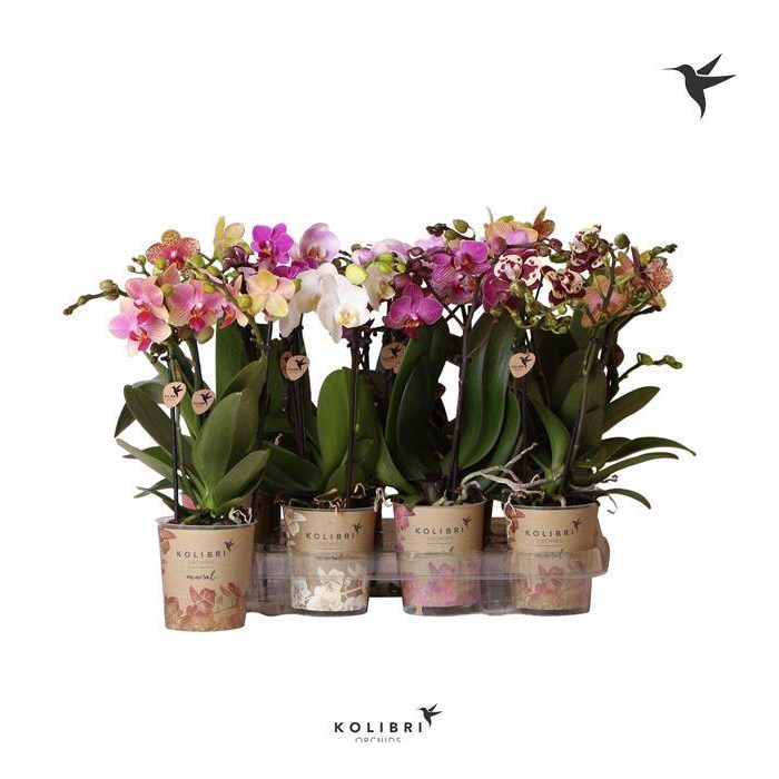<h4>Phalaenopsis mf. mix</h4>