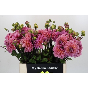 Dahlia Dalmuti Jester