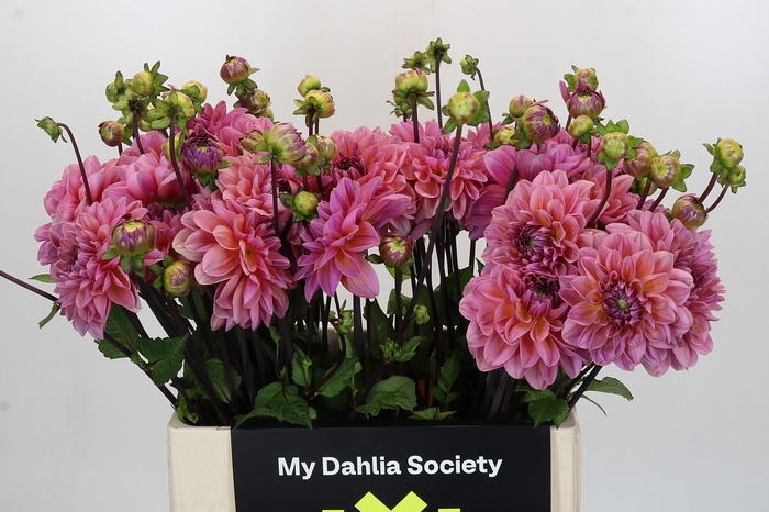 Dahlia Dalmuti Jester