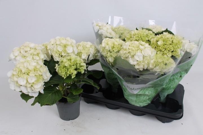 arr8 Hydr M Crystal Palac