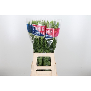 Antirrhinum Ma White