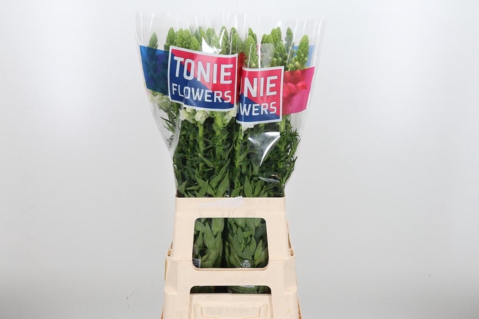 <h4>Antirrhinum Ma White</h4>