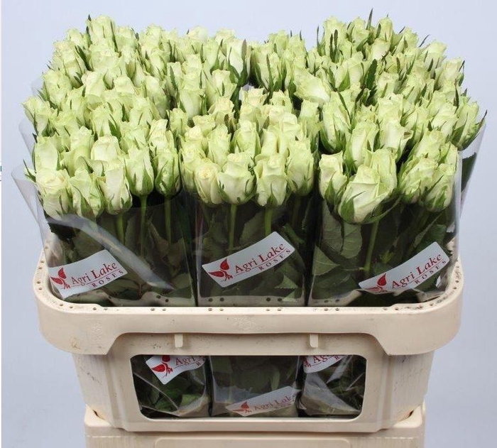 <h4>R GR ATHENA</h4>