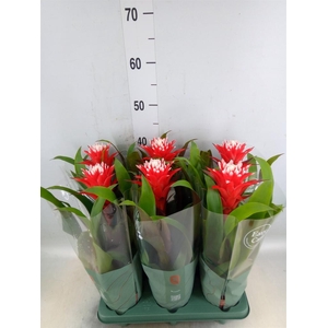Guzmania  'Hope'