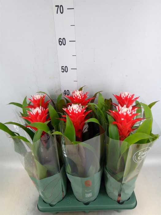 <h4>Guzmania  'Hope'</h4>