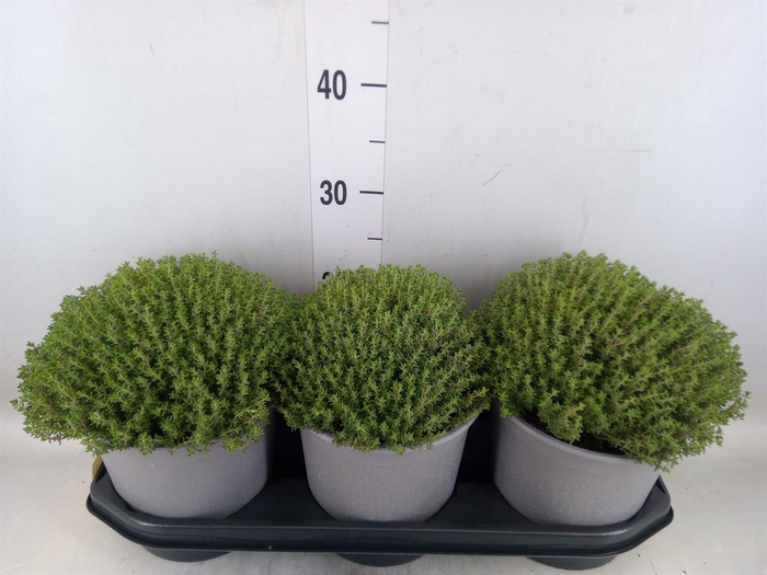 <h4>Thymus vulgaris</h4>
