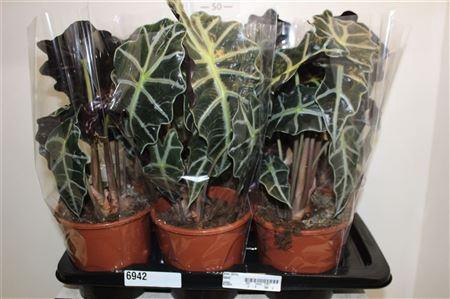 <h4>Aloc Polly 2pp</h4>