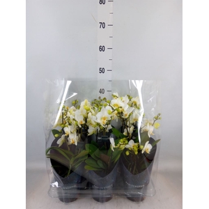 Phalaenopsis multi. 'Ant Lausanne'