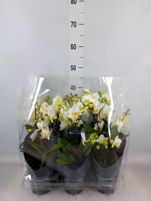 <h4>Phalaenopsis multi. 'Ant Lausanne'</h4>