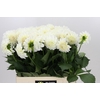 Dahlia Boom Boom White