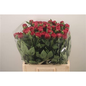 Paeo L Henry Bockstoce