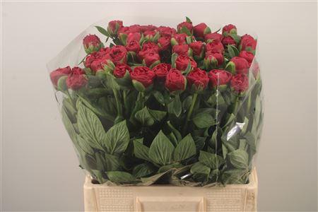 <h4>Paeo L Henry Bockstoce</h4>