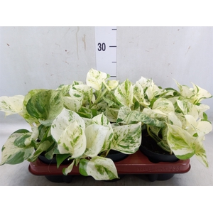 Epipremnum pinn. 'Happy Leaf'