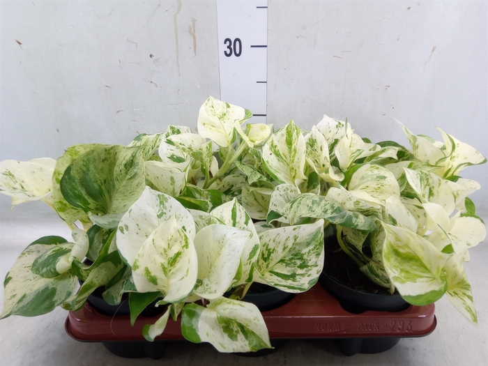 <h4>Epipremnum pinn. 'Happy Leaf'</h4>