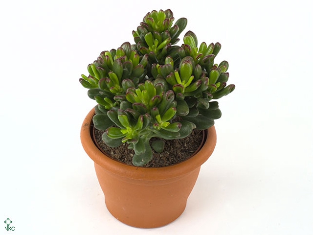 Crassula ovata 'Gandalf'