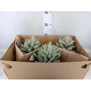 Euphorbia mammillaris