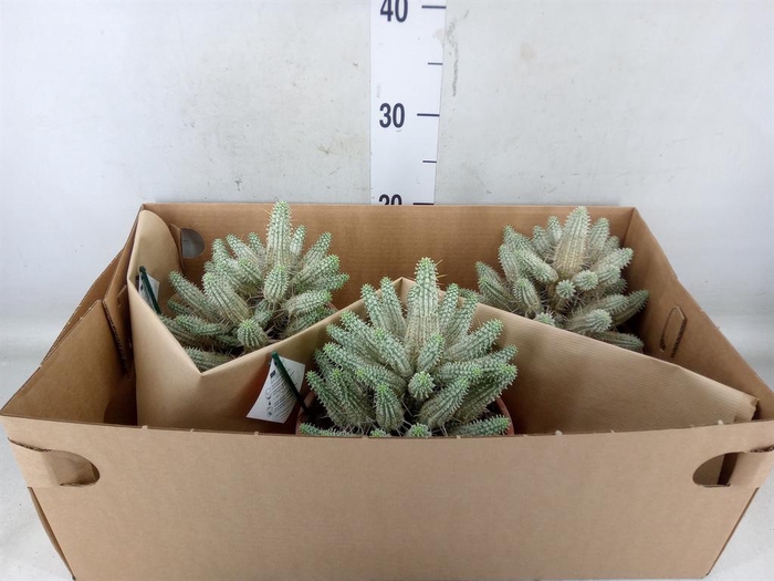 <h4>Euphorbia mammillaris</h4>