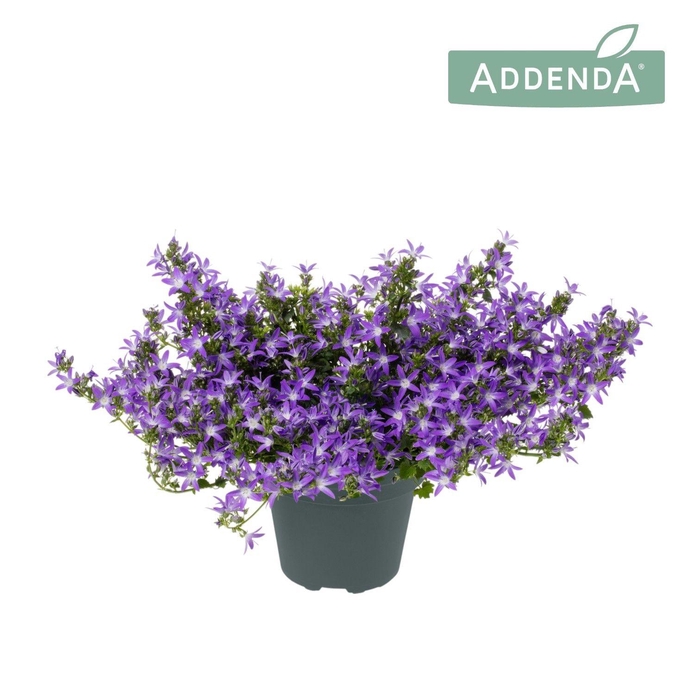 <h4>Campanula Poscharskyana 'Adansa Purple'</h4>