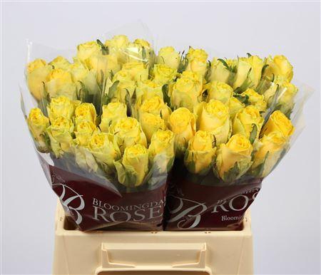 <h4>R Gr Good Times</h4>