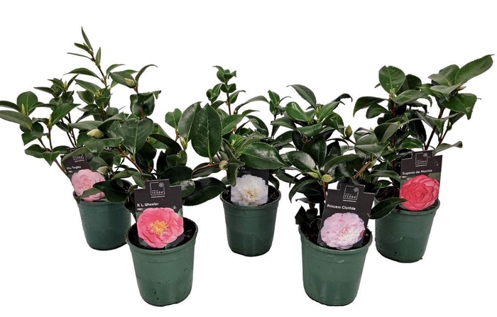 <h4>Camellia Japonica Gemengd</h4>