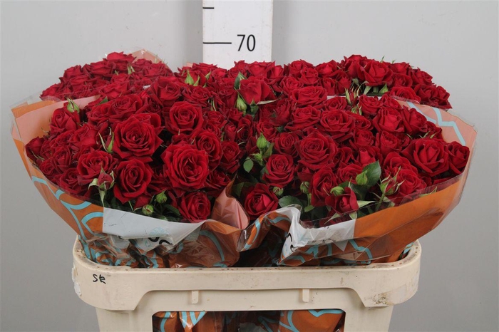 <h4>R Tr Rubicon</h4>