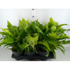 Asplenium antiquum 'Gioia'