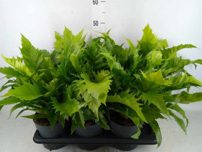 <h4>Asplenium antiquum 'Gioia'</h4>