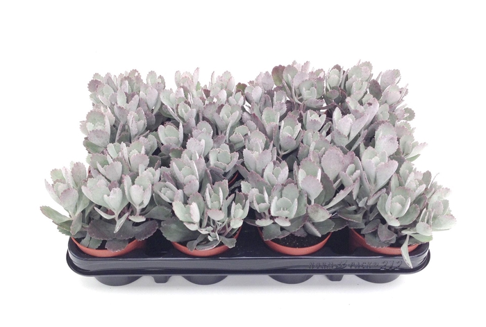<h4>Kalanchoe NF pumila</h4>