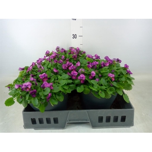 Viola corn. 'Patiola Tangarine'