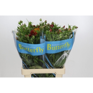 Ranunculus Butterfly Satyros