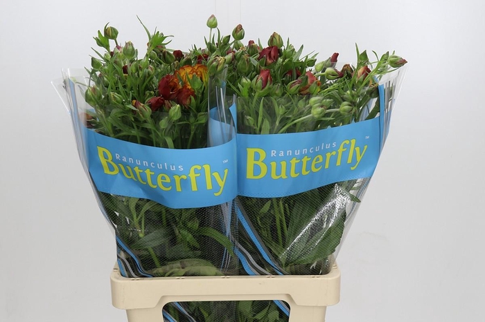 Ranunculus Butterfly Satyros