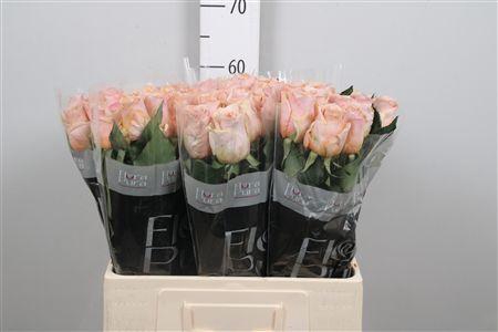 <h4>R Gr Cortado!</h4>