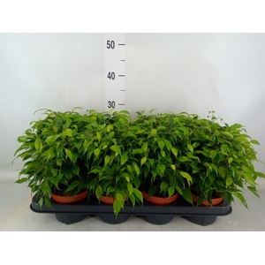 Ficus benja. 'Green Kinky'