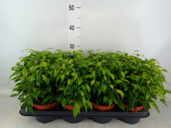 <h4>Ficus benja. 'Green Kinky'</h4>