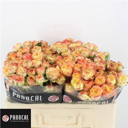 <h4>R Tr Show Flow</h4>