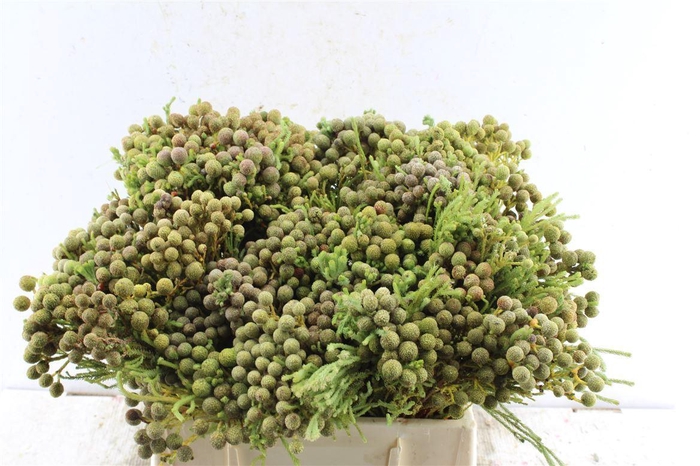 <h4>Kaaps Berz Hybrid</h4>