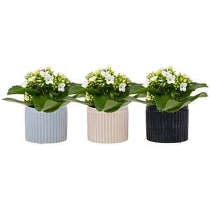 KALANCHOE BLOSSF P6  SANDY
