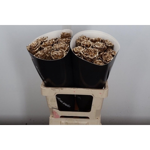 Wax-Rozen Wax Exclusief Goud