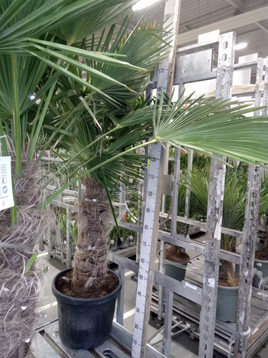 <h4>Trachycarpus fortunei</h4>