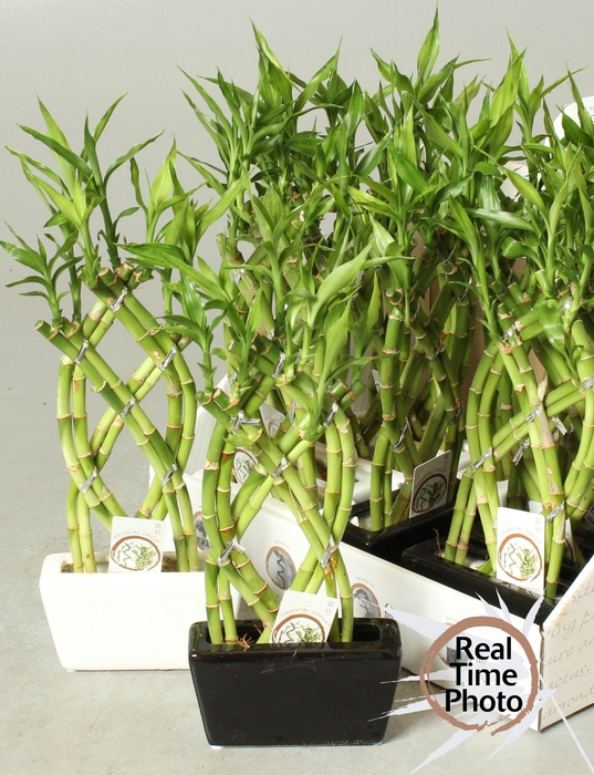 <h4>DRA LUCKY BAMBOO</h4>